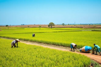 A kínai technikai támogatás segít a gambiai gazdáknak rekordtermések elérésében: Csökkentve az importfüggőséget!