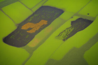 A száj- és körömfájás rejtett veszélyei: Hogyan befolyásolja már a terjedés megakadályozása is a gazdaságot?