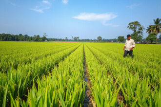 Új mezőgazdasági forradalom: A Jajar Legowo módszerrel gyorsabb és hatékonyabb rizstermesztés!