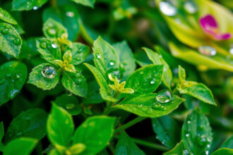 Új MIT-technológia: Hogyan ragaszkodhatnak a permetezőszerek a növények leveleihez?